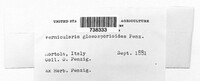 Colletotrichum gloeosporioides image